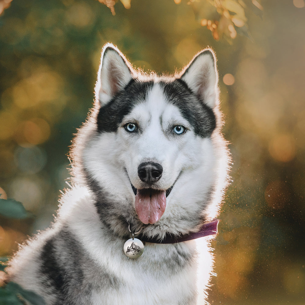 Inca Pet ID Tag – Custom Engraved Stainless-Steel