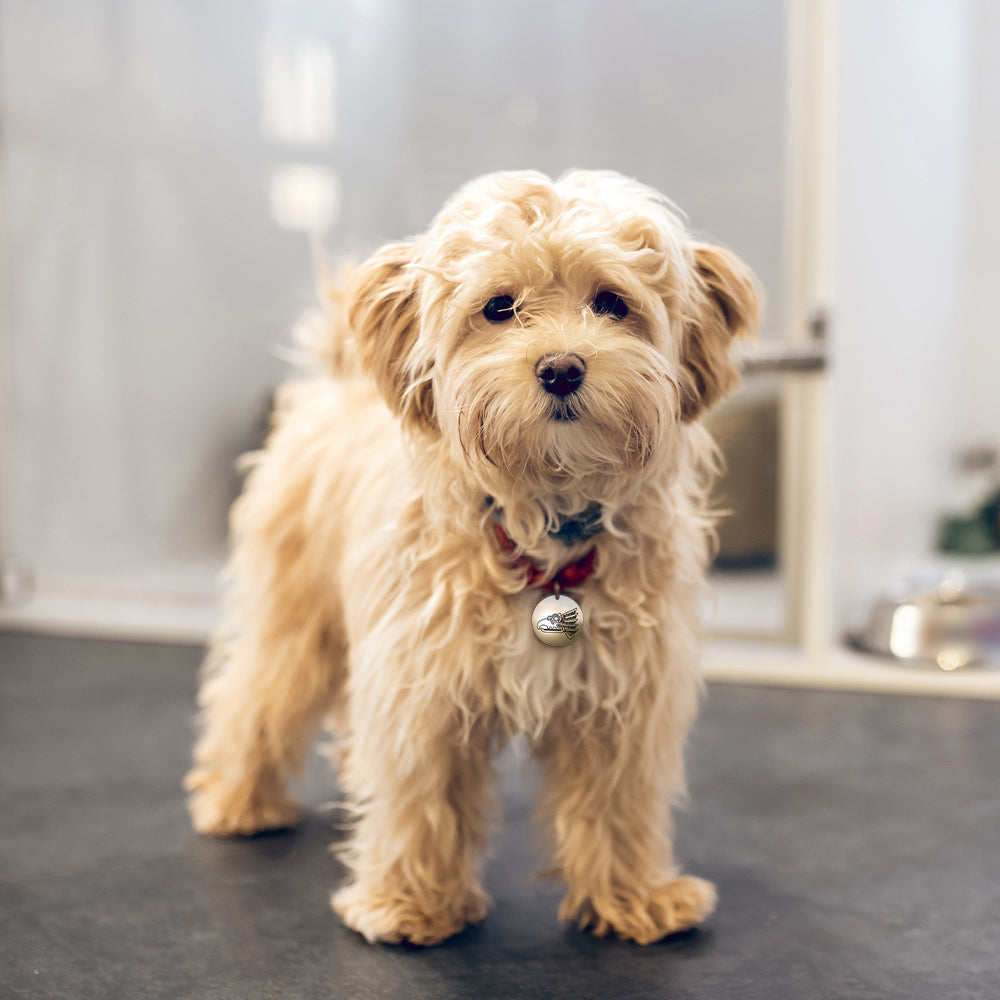 Mexico Pet ID Tag – Custom Engraved Stainless-Steel