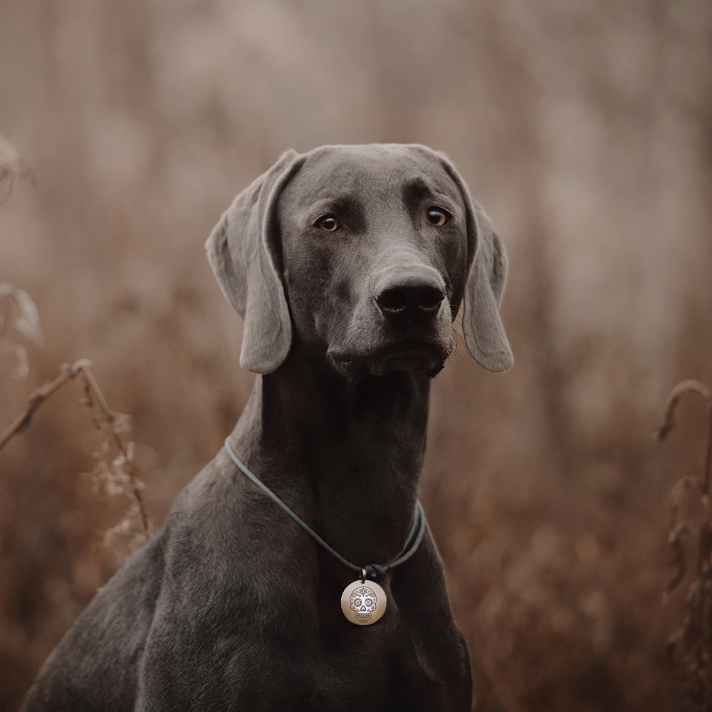 Skull Pet ID Tag – Custom Engraved Stainless-Steel